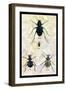 Beetles of Java, France, Cape and Europe-Sir William Jardine-Framed Art Print