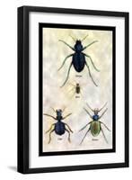 Beetles of Java, France, Cape and Europe-Sir William Jardine-Framed Art Print