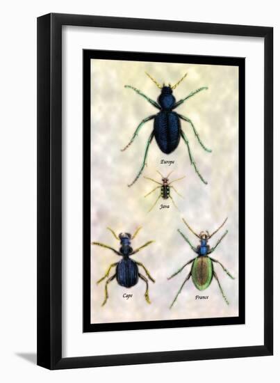 Beetles of Java, France, Cape and Europe-Sir William Jardine-Framed Art Print