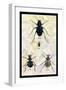 Beetles of Java, France, Cape and Europe-Sir William Jardine-Framed Art Print