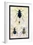 Beetles of Java, France, Cape and Europe-Sir William Jardine-Framed Art Print