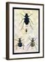 Beetles of Java, France, Cape and Europe-Sir William Jardine-Framed Art Print