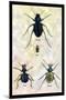 Beetles of Java, France, Cape and Europe-Sir William Jardine-Mounted Art Print