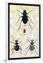 Beetles of Java, France, Cape and Europe-Sir William Jardine-Framed Art Print