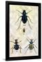 Beetles of Java, France, Cape and Europe-Sir William Jardine-Framed Art Print