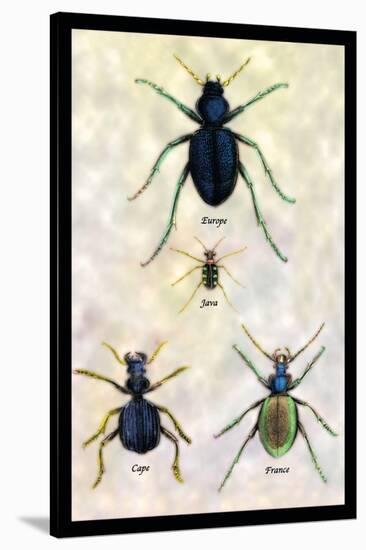 Beetles of Java, France, Cape and Europe-Sir William Jardine-Stretched Canvas