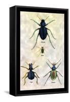 Beetles of Java, France, Cape and Europe-Sir William Jardine-Framed Stretched Canvas