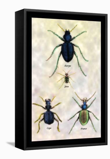 Beetles of Java, France, Cape and Europe-Sir William Jardine-Framed Stretched Canvas