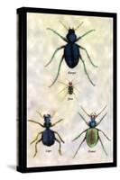 Beetles of Java, France, Cape and Europe-Sir William Jardine-Stretched Canvas