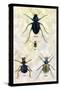 Beetles of Java, France, Cape and Europe-Sir William Jardine-Stretched Canvas