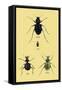 Beetles of Java, France, Cape and Europe-Sir William Jardine-Framed Stretched Canvas