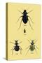 Beetles of Java, France, Cape and Europe-Sir William Jardine-Stretched Canvas