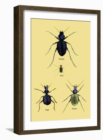 Beetles of Java, France, Cape and Europe-Sir William Jardine-Framed Art Print