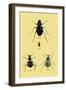 Beetles of Java, France, Cape and Europe-Sir William Jardine-Framed Art Print