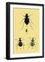 Beetles of Java, France, Cape and Europe-Sir William Jardine-Framed Art Print