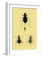 Beetles of Java, France, Cape and Europe-Sir William Jardine-Framed Art Print