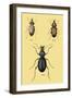 Beetles of Senegal, Britain and France-Sir William Jardine-Framed Art Print