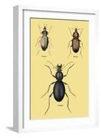 Beetles of Senegal, Britain and France-Sir William Jardine-Framed Art Print