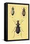 Beetles of Senegal, Britain and France-Sir William Jardine-Framed Stretched Canvas