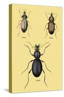 Beetles of Senegal, Britain and France-Sir William Jardine-Stretched Canvas