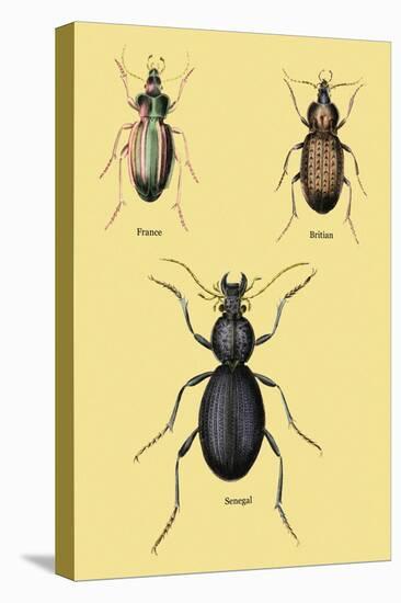 Beetles of Senegal, Britain and France-Sir William Jardine-Stretched Canvas