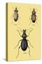 Beetles of Senegal, Britain and France-Sir William Jardine-Stretched Canvas