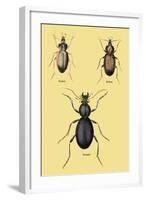 Beetles of Senegal, Britain and France-Sir William Jardine-Framed Art Print