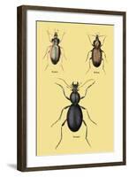 Beetles of Senegal, Britain and France-Sir William Jardine-Framed Art Print