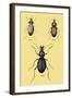 Beetles of Senegal, Britain and France-Sir William Jardine-Framed Art Print