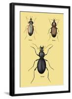 Beetles of Senegal, Britain and France-Sir William Jardine-Framed Art Print