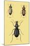 Beetles of Senegal, Britain and France-Sir William Jardine-Mounted Art Print