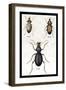 Beetles of Senegal, Britain and France-Sir William Jardine-Framed Art Print