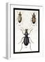 Beetles of Senegal, Britain and France-Sir William Jardine-Framed Art Print