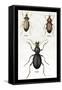 Beetles of Senegal, Britain and France-Sir William Jardine-Framed Stretched Canvas