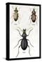 Beetles of Senegal, Britain and France-Sir William Jardine-Stretched Canvas