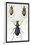 Beetles of Senegal, Britain and France-Sir William Jardine-Framed Art Print