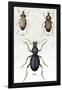 Beetles of Senegal, Britain and France-Sir William Jardine-Framed Art Print