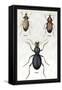 Beetles of Senegal, Britain and France-Sir William Jardine-Framed Stretched Canvas