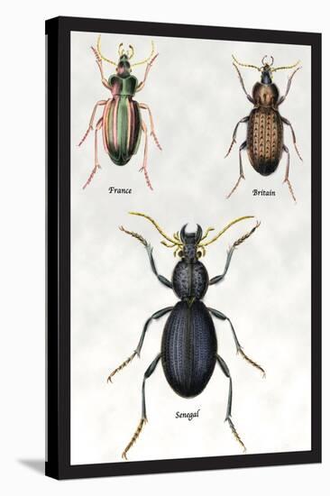 Beetles of Senegal, Britain and France-Sir William Jardine-Stretched Canvas