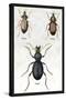 Beetles of Senegal, Britain and France-Sir William Jardine-Stretched Canvas