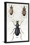 Beetles of Senegal, Britain and France-Sir William Jardine-Stretched Canvas