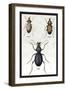 Beetles of Senegal, Britain and France-Sir William Jardine-Framed Art Print