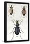 Beetles of Senegal, Britain and France-Sir William Jardine-Framed Stretched Canvas