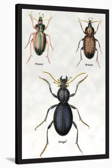 Beetles of Senegal, Britain and France-Sir William Jardine-Stretched Canvas