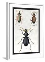 Beetles of Senegal, Britain and France-Sir William Jardine-Framed Art Print