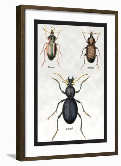 Beetles of Senegal, Britain and France-Sir William Jardine-Framed Art Print