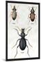Beetles of Senegal, Britain and France-Sir William Jardine-Mounted Art Print