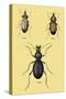 Beetles of Senegal, Britain and France-Sir William Jardine-Stretched Canvas