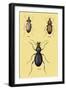 Beetles of Senegal, Britain and France-Sir William Jardine-Framed Art Print