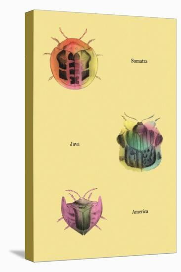 Beetles of Sumatra, Java and America-Sir William Jardine-Stretched Canvas